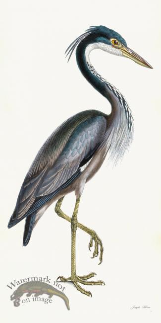 Rudbeck 037 Purple Heron 20x40